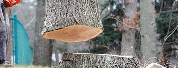 Best Storm Damage Tree Cleanup  in Baraboo, WI
