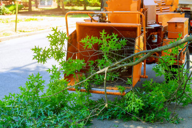 Best Artificial Turf Installation  in Baraboo, WI