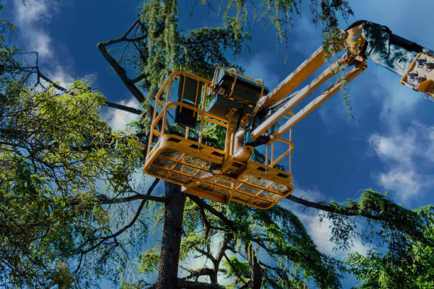 Best Aeration Services  in Baraboo, WI