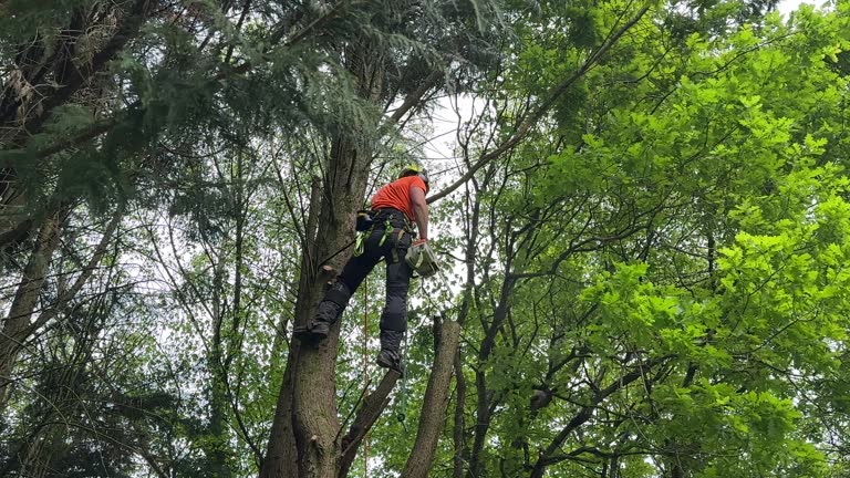 Best Emergency Tree Removal  in Baraboo, WI
