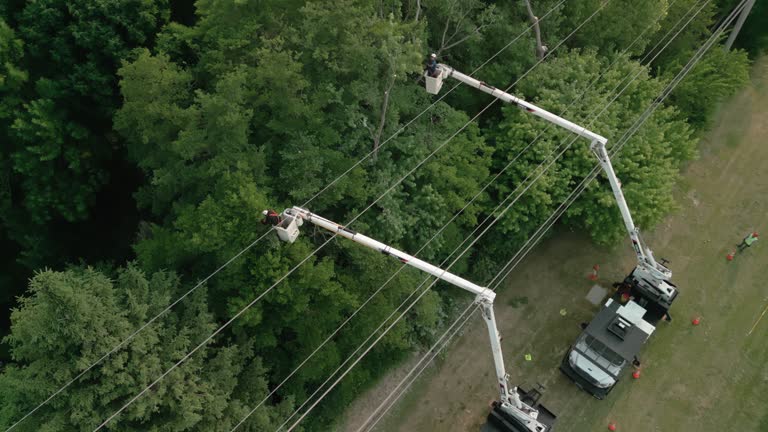 Best Hedge Trimming  in Baraboo, WI