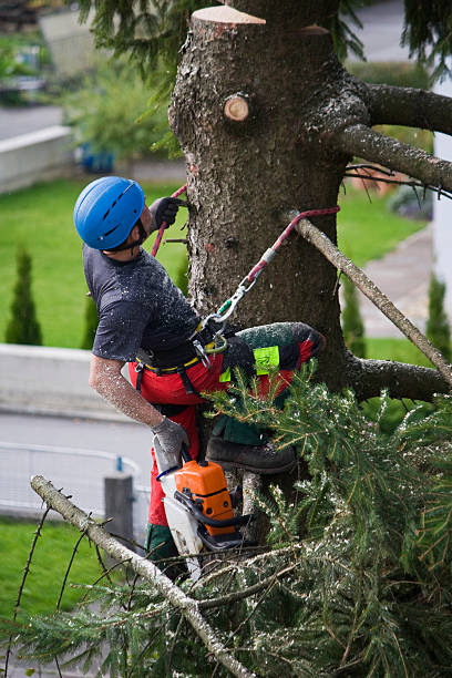 Baraboo, WI Tree Services Pros