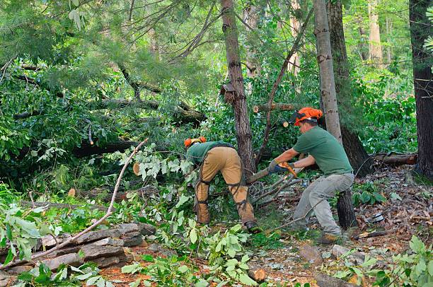 Best Tree Disease Treatment  in Baraboo, WI