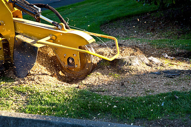 Best Firewood Processing and Delivery  in Baraboo, WI