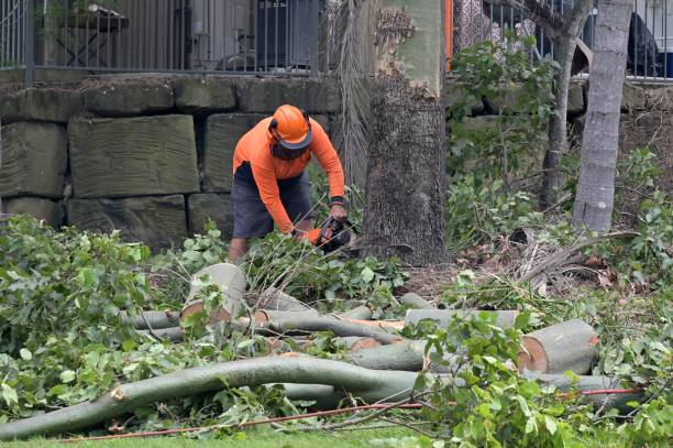 Best Arborist Consultation Services  in Baraboo, WI