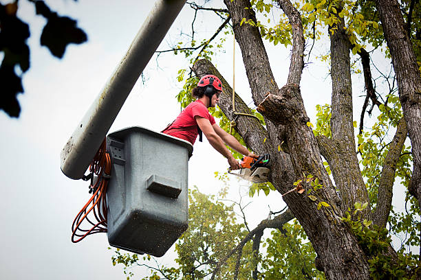 Best Utility Line Clearance  in Baraboo, WI
