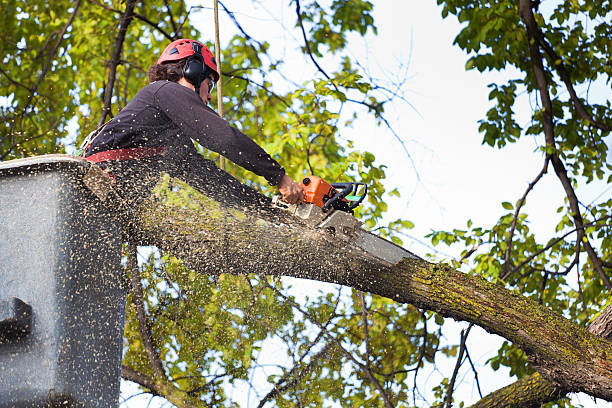 How Our Tree Care Process Works  in  Baraboo, WI